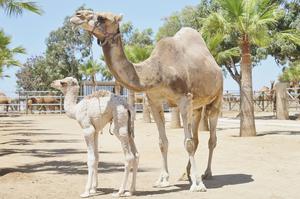 Camel Park Mazotos