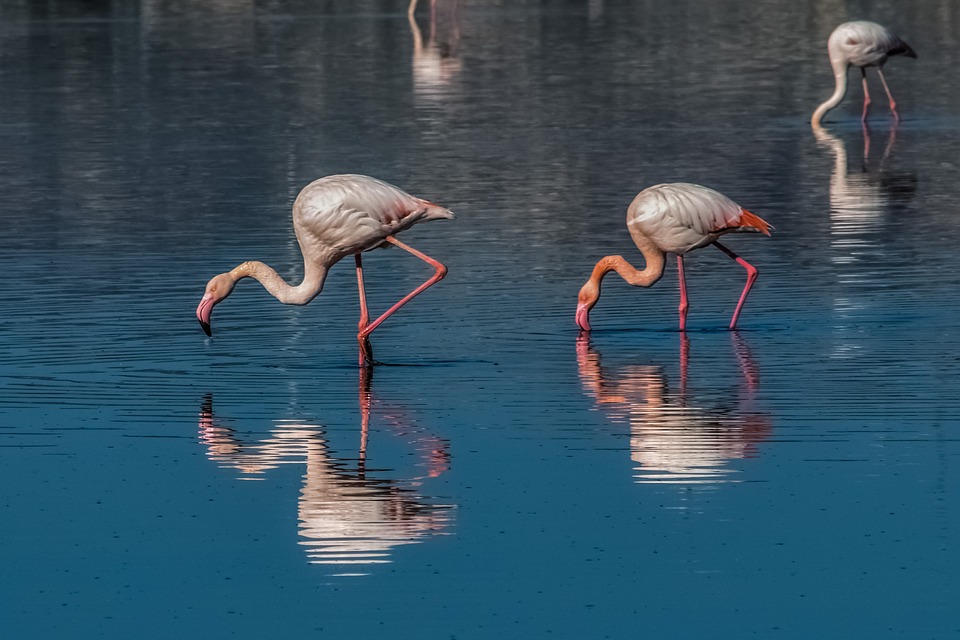 Larnaca Salt Lake