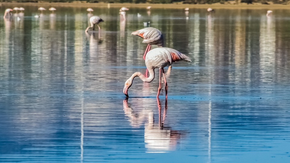 Larnaca Salt Lake