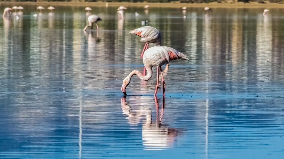 Larnaca