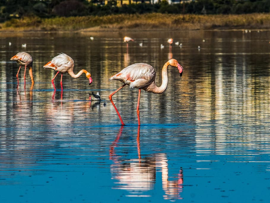 Flamingos at Salt Lake Larnaca
