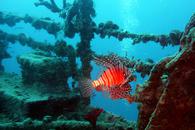 Thumbnail for MS Zenobia Wreck - Larnaca's Sightseeing Landmark