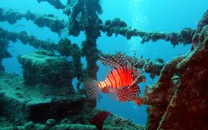 Thumbnail for MS Zenobia Wreck - Larnaca's Sightseeing Landmark