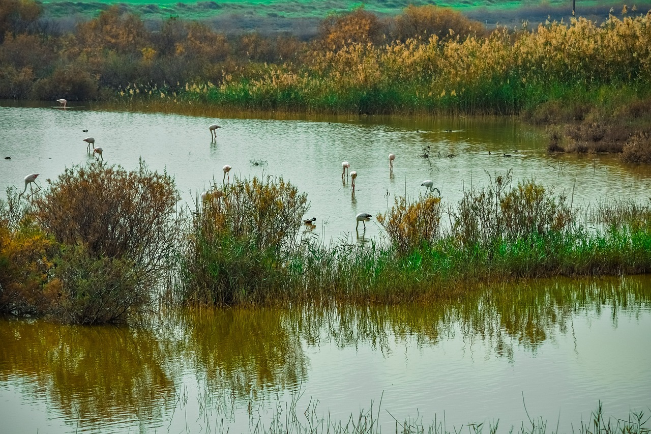 Oroklini lake